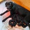 English Labrador Retrievers - Black 