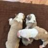 Puppys for sale 3 boys 6 girls