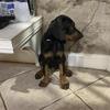 Doberman puppy - 9 weeks Male - European