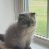 Top Quality Himalayan Persian Kitten