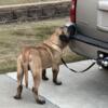 14 month old Male Presa Canario for sale