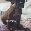 Dumbo (Boxer Puppy)