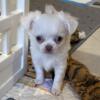 Longcoat Applehead Chihuahua White/Cream