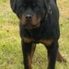 Beautiful Young Male Rottweiler Available