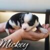 Mickey ( Chinese crested x Chihuahua)