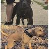 ADBA  GAMEBRED AMERICAN PITBULL TERRIER PUPS