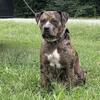 Female 18 months old 
