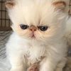 Himalayan kittens flame seal chocolate and torti points female