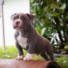 American Bully Puppy Available - meet Pretty Boy Blue