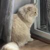 One Persian left!