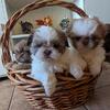 Shihtzu puppies CKC