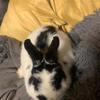 Netherland Dwarf Brood Does