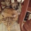 Morkie.  Maltese,/Yorkie Pocket Size