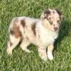 Australian Shepherd Puppies