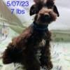 Miniature Schnauzer AKC t-cup sized chocolate male-Aldean