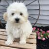 The sweetest maltipoo puppies