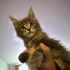 Maine coon kittens