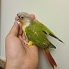 Green cheek canure