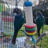 Hand-fed Turquoise Green Cheek Conure Pairs With DNA's