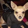 Female adult Chihuahua 