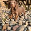 AKC Long Haired Mini Dachshund Male Puppy
