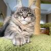 Beautiful Blue Silver Maine Coon Female Available!