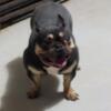 Female Black and Tan French Bulldog