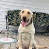 Akc lab