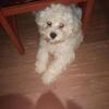 Maltese Puppy Female trained and healthy