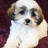 Health Certified Teddybear Puppies!