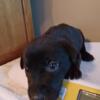Health Tested/DNA Labrador Retriever Puppies Trained