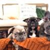 French Bull Dogs Houseofdutchess.co