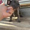 Male French bulldog