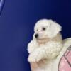 Bichon Frise Male Loving Companion