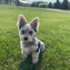 Yorkshire terrier/ Biewer terriers(Parti Yorkshire terrier)