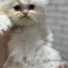 Kitten Persian