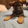 Looking for a forever home! AKC registered German Shepherd puppies.