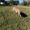 Adorable ABKC American Bully Puppies - Priced to Sell!!