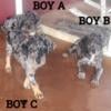 ONLY ONE LEFT  Catahoula puppies BEAUTIFUL MERLE