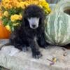 AKC Reg Poodle Puppies Males