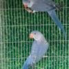 Pichones de Indian Ringneck de este ao con su adn