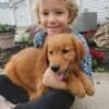 Golden Retriever AKC red female puppy