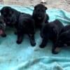 German Shepherd puppies available soon