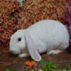 rabbits for sale