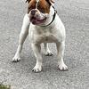 AMERICAN BULLDOG MALE