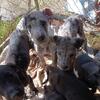 Great Dane puppies ready today!