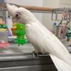 Sweetest BareEyed Cockatoo