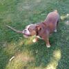 American Bully puppies (Beabull)