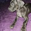 AKC registered Great Dane puppies