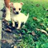 super cute fawn male chihuahua